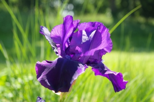 iris_flower_dark_purple_230962
