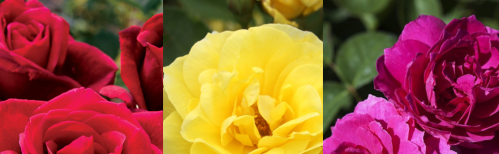 Mood Scent 4 Roses, Roses, Roses pic